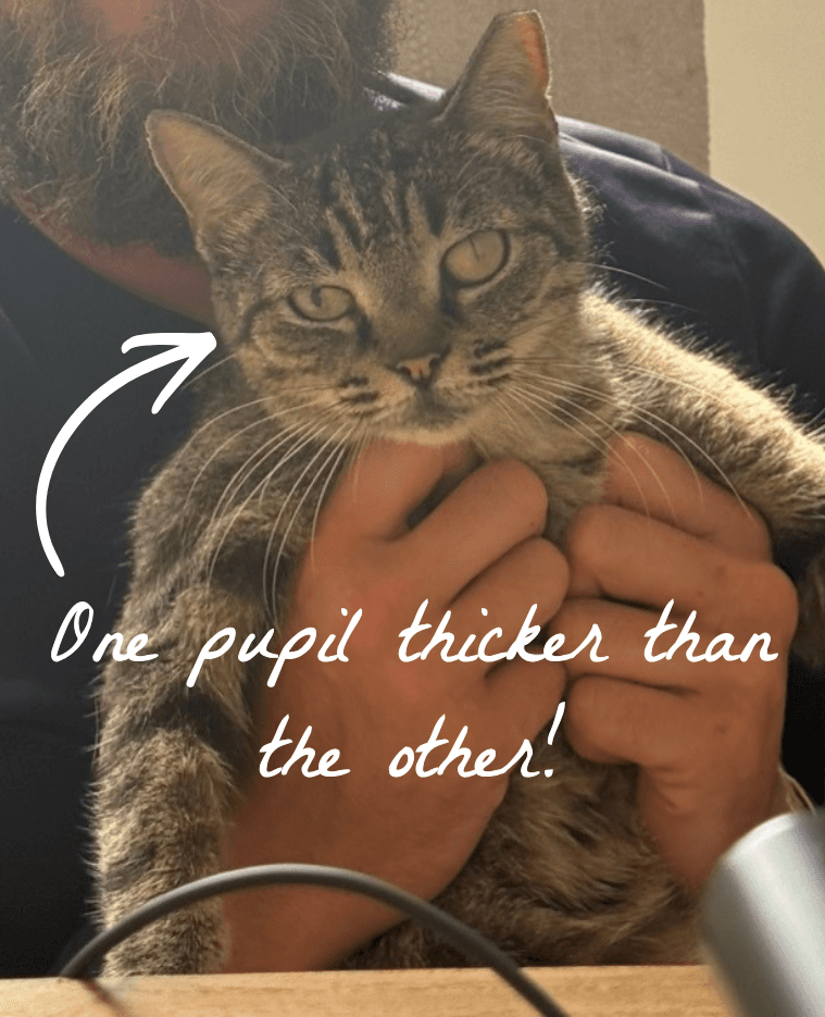Annotated photo showing Muffin's distinctive pupils, tipped ear, and small paws