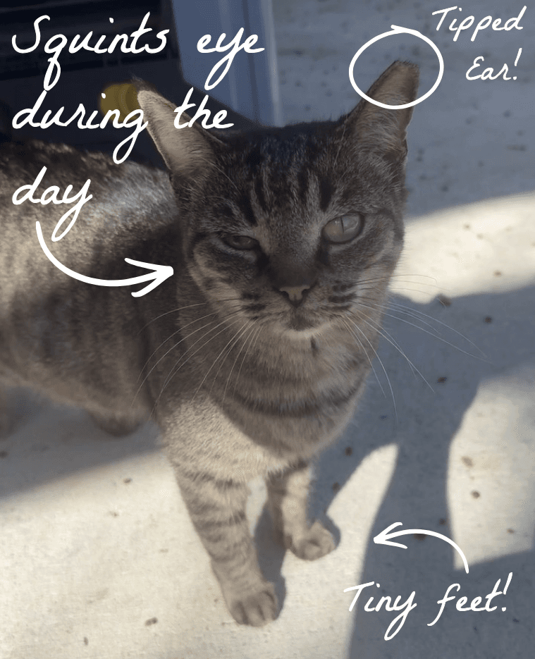 Photo showing Muffin squinting her right eye in daylight